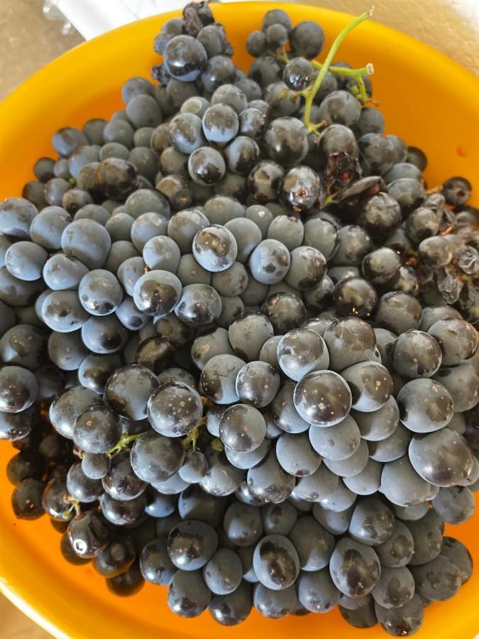 My Grandmas A Casa Das Avos Vale de Figueira Ngoại thất bức ảnh